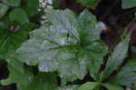 Foamflower